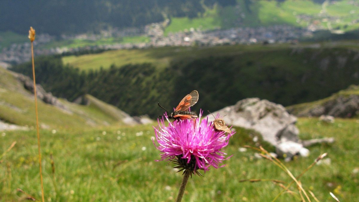彩色的，橙色翅膀的昆虫坐在一朵粉红色的蓟花上，在山间草地上，远处是一个模糊的小镇。